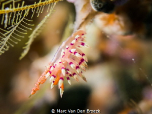 nudieggs by Marc Van Den Broeck 